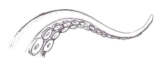 drawn-tentacle-7-e1538685026870.jpg